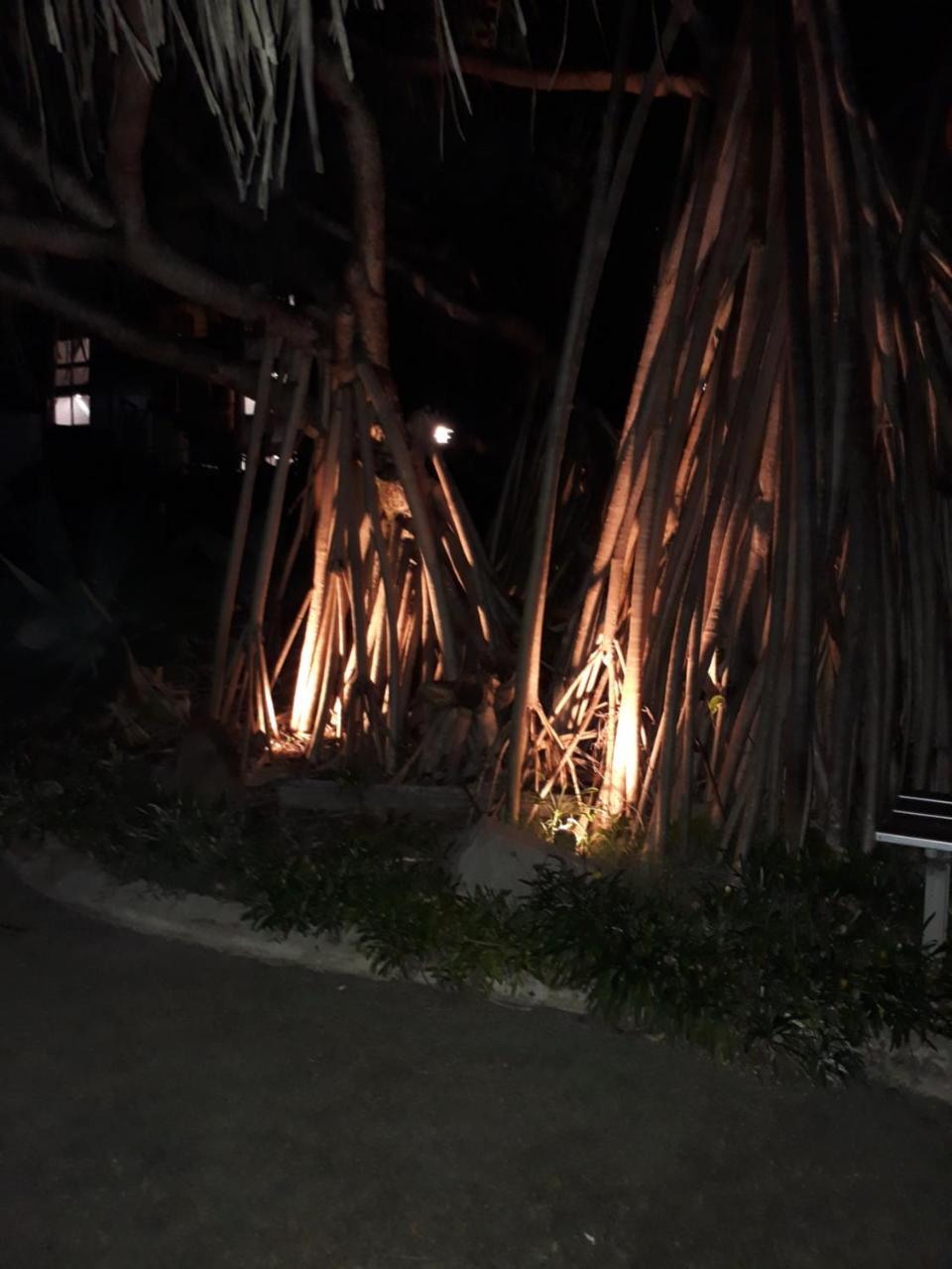 Pandanus Coolum Coolum Beach
